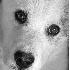 © Carolyn M. Fletcher PhotoID# 68197: Puppy Face