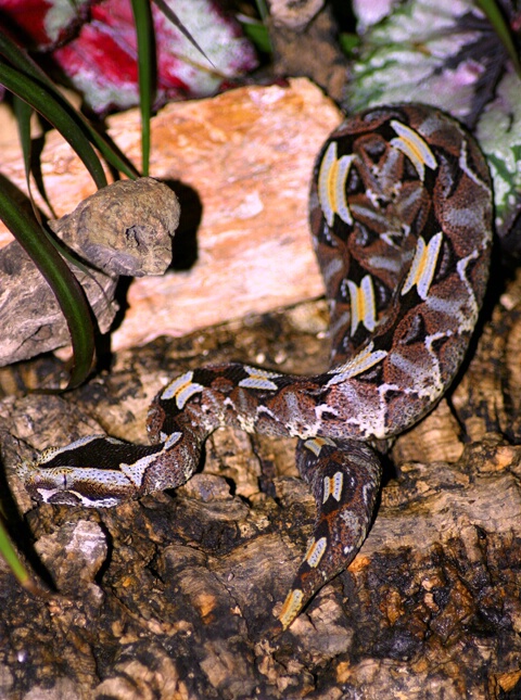 Rhino Viper - ID: 68327 © Rhonda Maurer