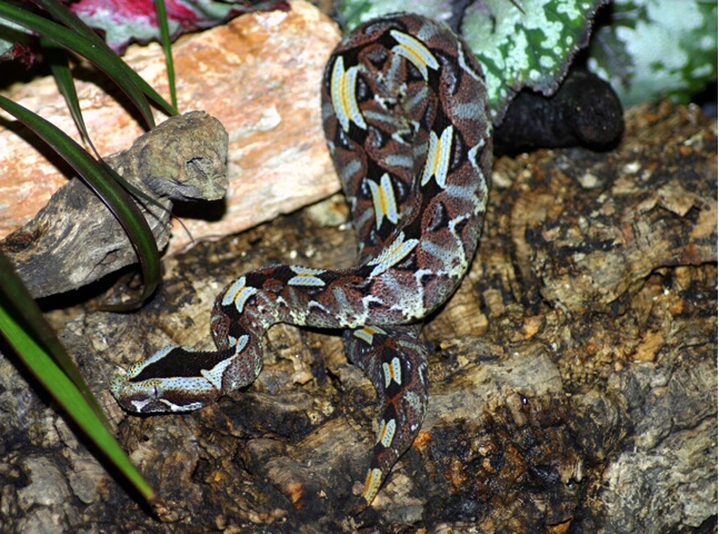 Rhino Viper - ID: 68328 © Rhonda Maurer