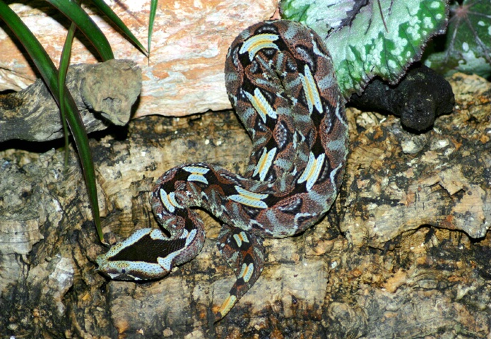 Rhino Viper - ID: 68329 © Rhonda Maurer