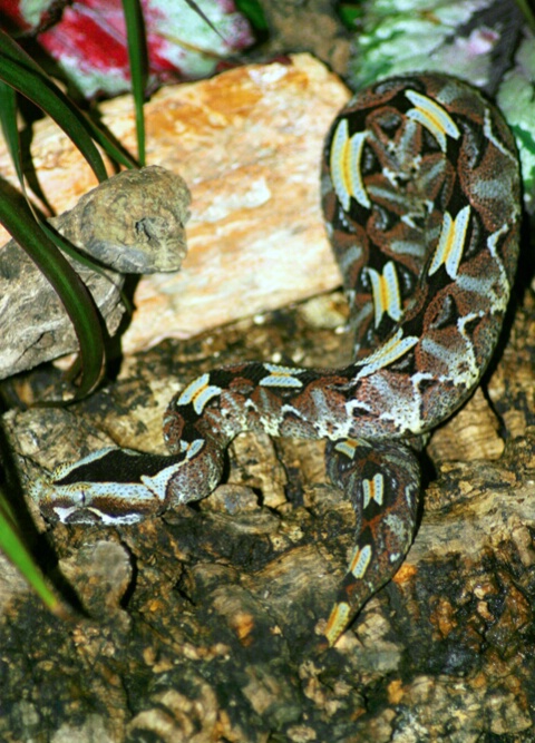 Rhino Viper - ID: 68330 © Rhonda Maurer