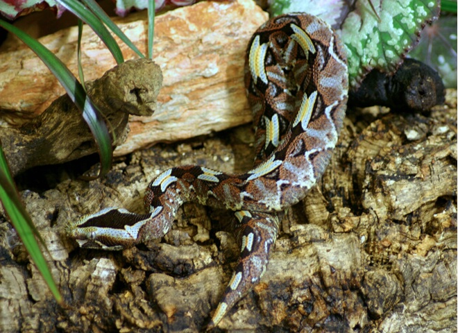 Rhino Viper - ID: 68333 © Rhonda Maurer