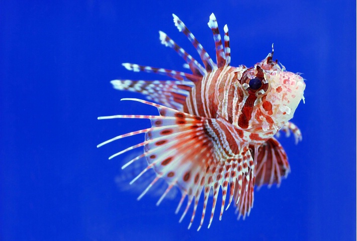 Dwarf Lion Fish