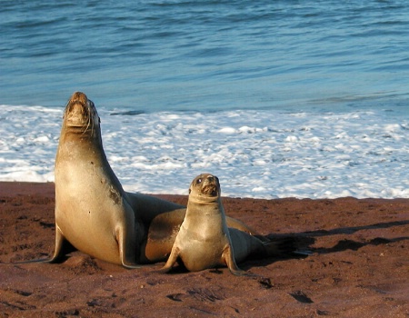 Galapagos Sea Lions: Posture Lesson