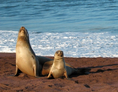 Galapagos Sea Lions: Posture Lesson