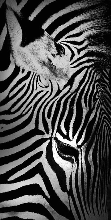 Zee-eye of the Zebra