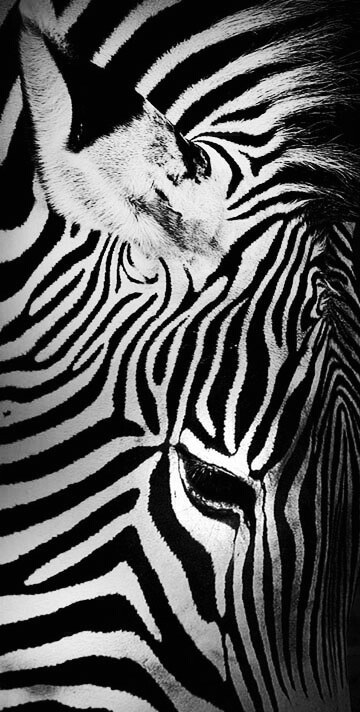 Zee-eye of the Zebra
