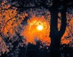 Fall Streetlight