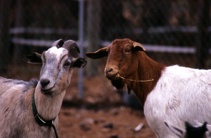Goat Conversation