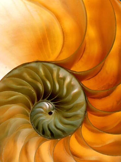 Nautilus Shell