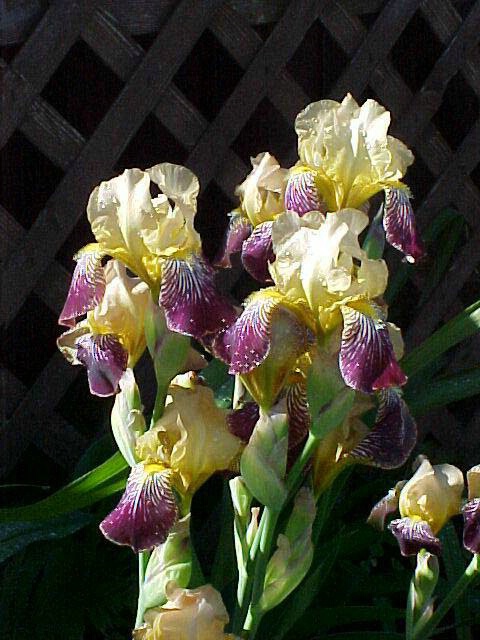 Stalk of Iris