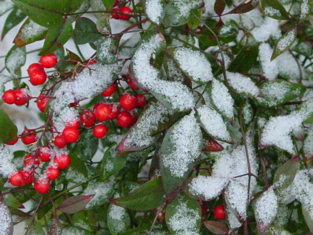berries in the snow