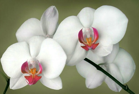 Orchids