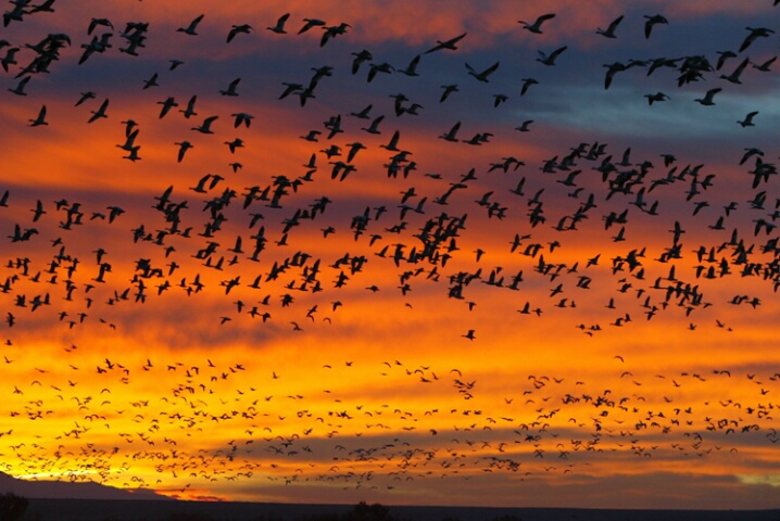 Flock at Sunrise