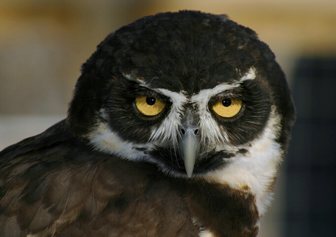 Spectacled Owl - ID: 70566 © Rhonda Maurer