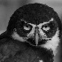 2Spectacled Owl - ID: 70566 © Rhonda Maurer