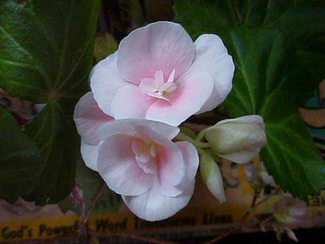 Begonia Pretty in Pink