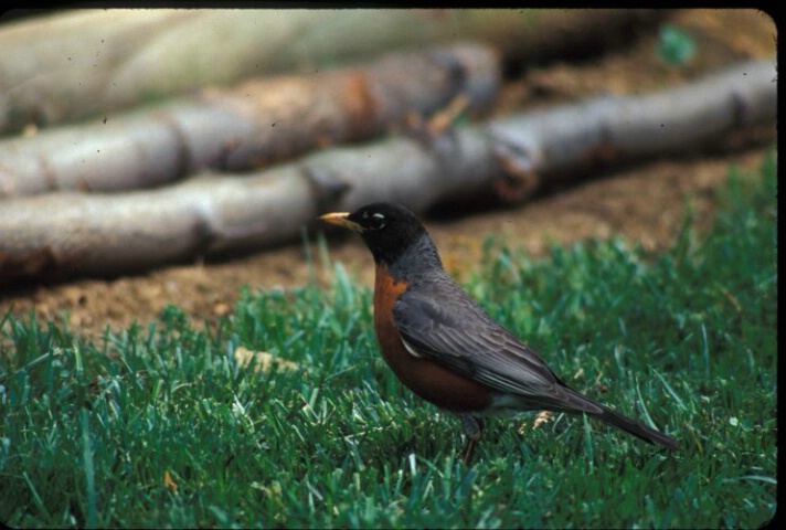 Backyard Robin