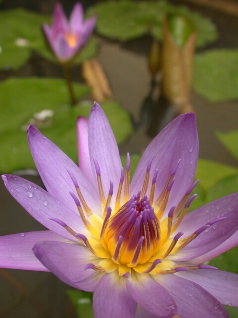 Water Lily