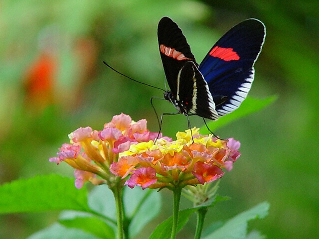 Feeding on Lantana