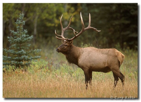 Bull in the Meadow