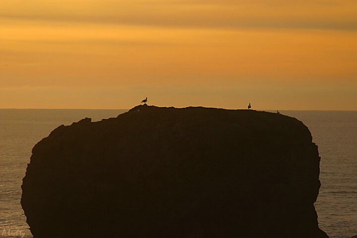 Seagull Sunset Silhouettes