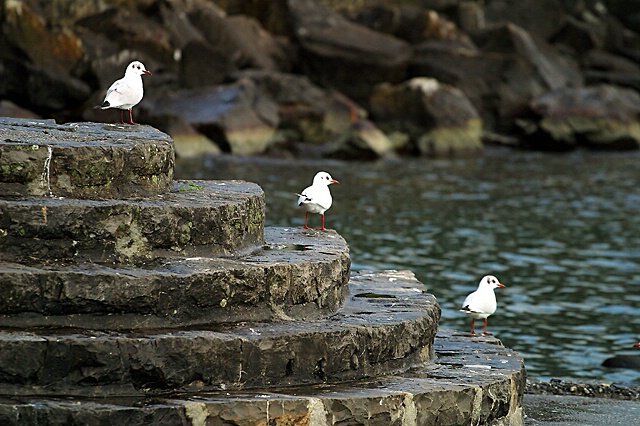 Gulls ..... stay quiet please !