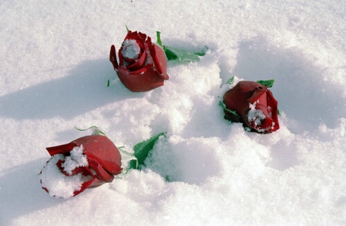 roses and snow