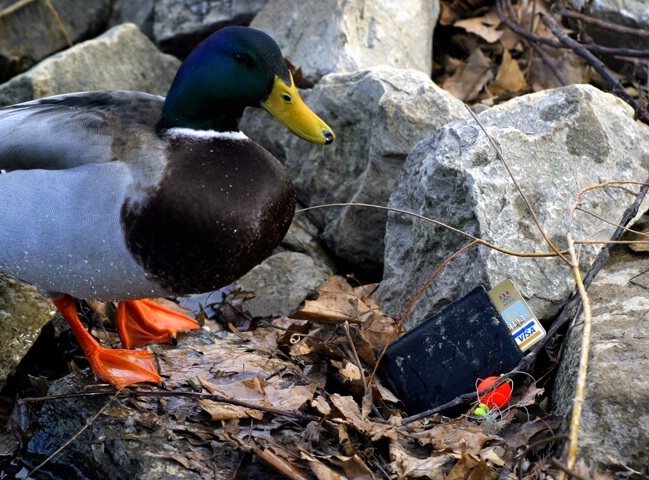 Not Very Ducky When You Loose Your Wallet - ID: 72865 © Rhonda Maurer