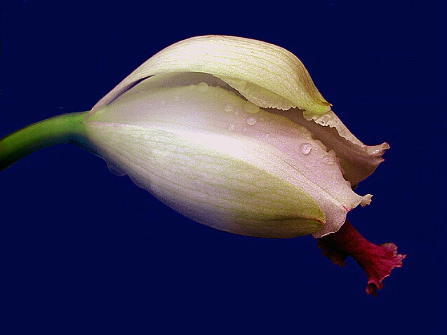 Cattaleya Bud II