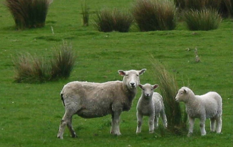 Lamb with their Mama