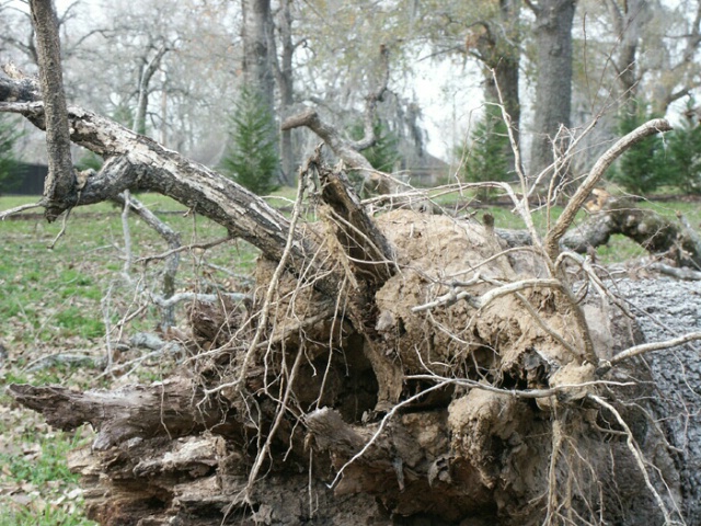 Mourned Tree