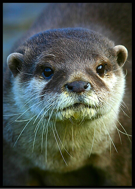 otter#3