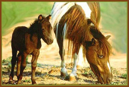 Baby Miniature Horse with Mom
