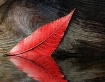 "Red Leaf"
