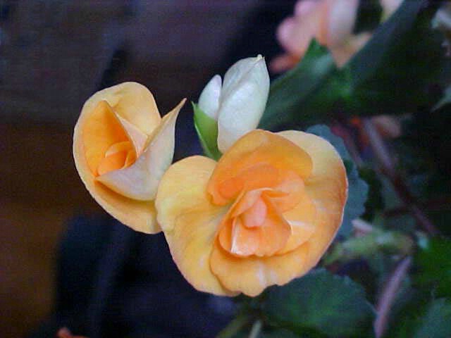 Peach Begonia