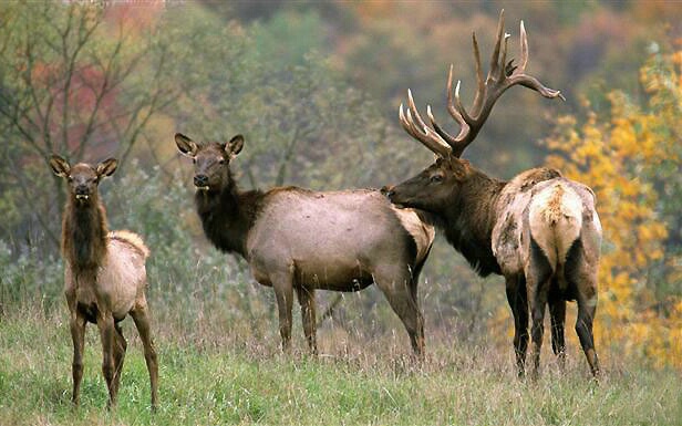 "Elk in the Family"