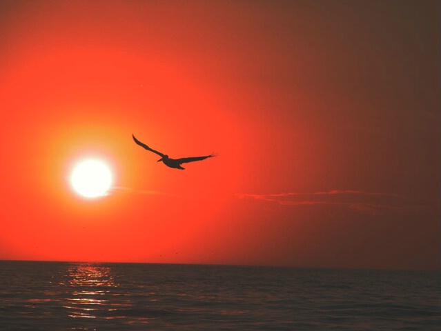 a pelican in the sunset