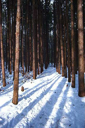 Red pines in Carlisle Massachusetts