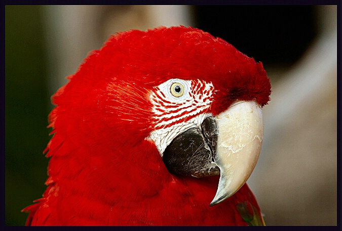 Beautiful Macaw....