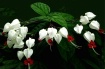 Clerodendron Vine
