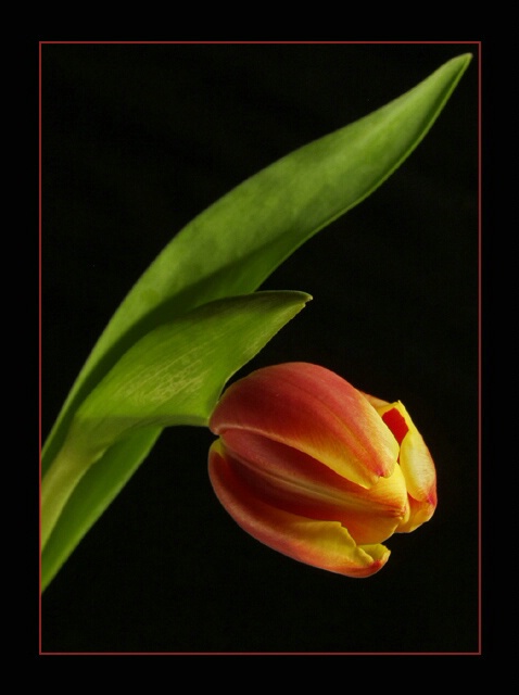 tulipa...