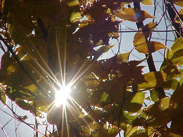 Sun Shining thru the leaves