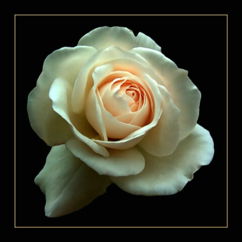 My best rose...