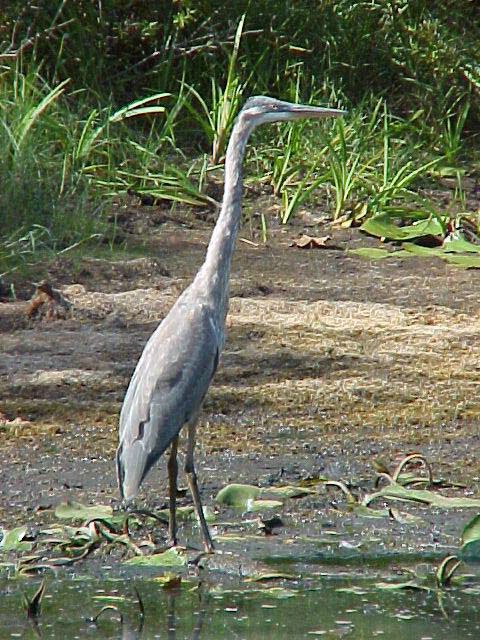 Blue Heron Standing