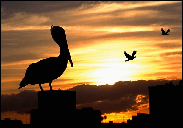 Pelicans LOVE Sunsets