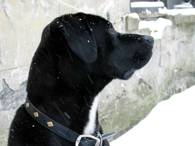 Snow watcher.