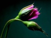 Beauty that doesn...