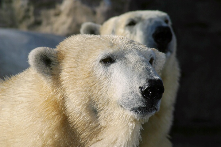 Two Polars - ID: 80039 © Rhonda Maurer