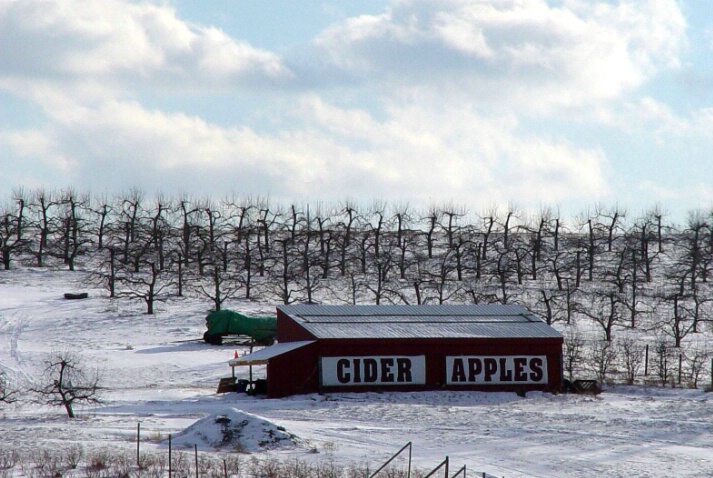 Cider Apples - ID: 80455 © John W. Davis